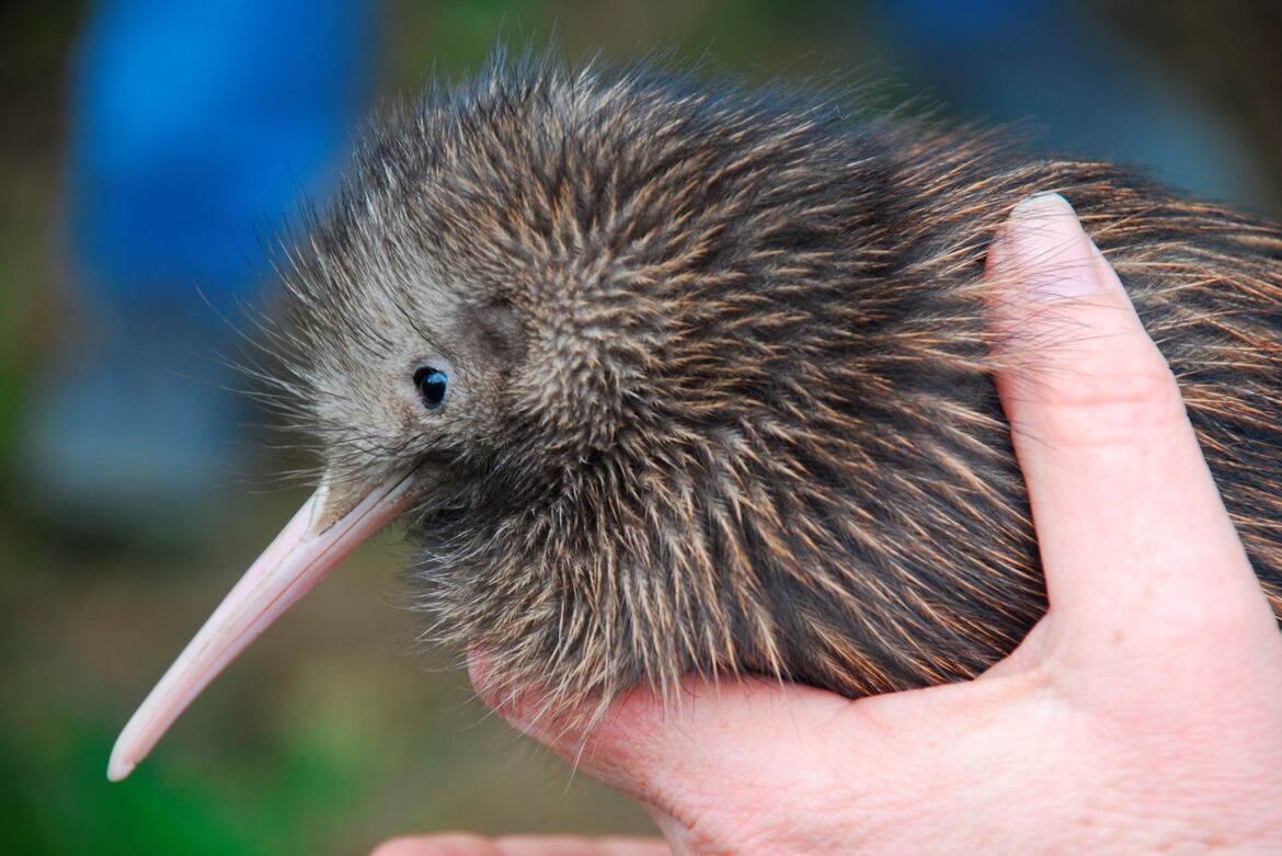 Neuseeland 5 Kiwi